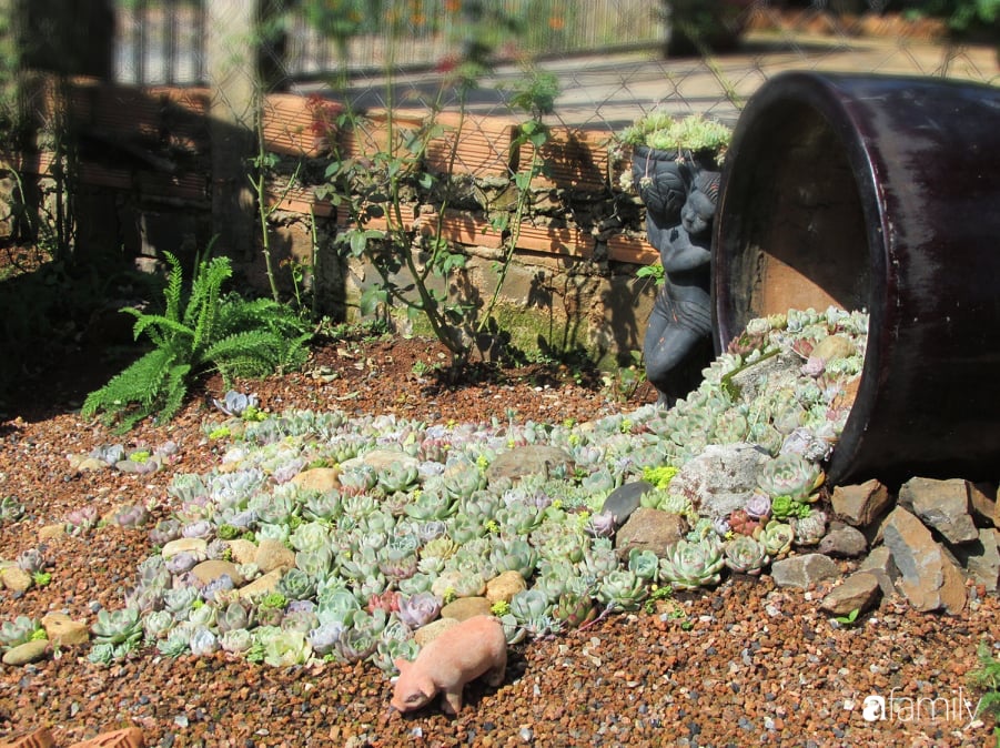 Chỉ tốn hơn 1 triệu đồng, mẹ trẻ biến hình mảnh đất nhỏ trở thành khu vườn trồng xương rồng, sen đá đẹp mê mẩn ở Đà Lạt-18