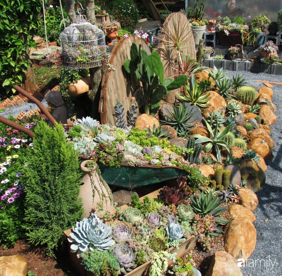 Chỉ tốn hơn 1 triệu đồng, mẹ trẻ biến hình mảnh đất nhỏ trở thành khu vườn trồng xương rồng, sen đá đẹp mê mẩn ở Đà Lạt-19