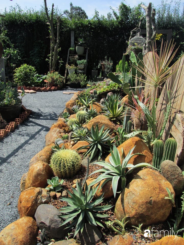 Chỉ tốn hơn 1 triệu đồng, mẹ trẻ biến hình mảnh đất nhỏ trở thành khu vườn trồng xương rồng, sen đá đẹp mê mẩn ở Đà Lạt-24