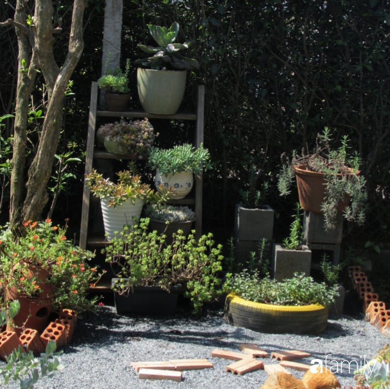 Chỉ tốn hơn 1 triệu đồng, mẹ trẻ biến hình mảnh đất nhỏ trở thành khu vườn trồng xương rồng, sen đá đẹp mê mẩn ở Đà Lạt-25