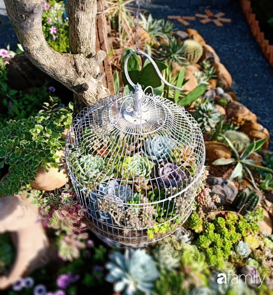 Chỉ tốn hơn 1 triệu đồng, mẹ trẻ biến hình mảnh đất nhỏ trở thành khu vườn trồng xương rồng, sen đá đẹp mê mẩn ở Đà Lạt-27