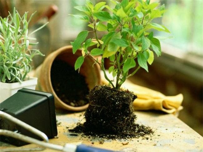 Mẹo cứu nguy cây cảnh khô héo, tươi xanh trở lại cực nhanh mà ít người biết-1