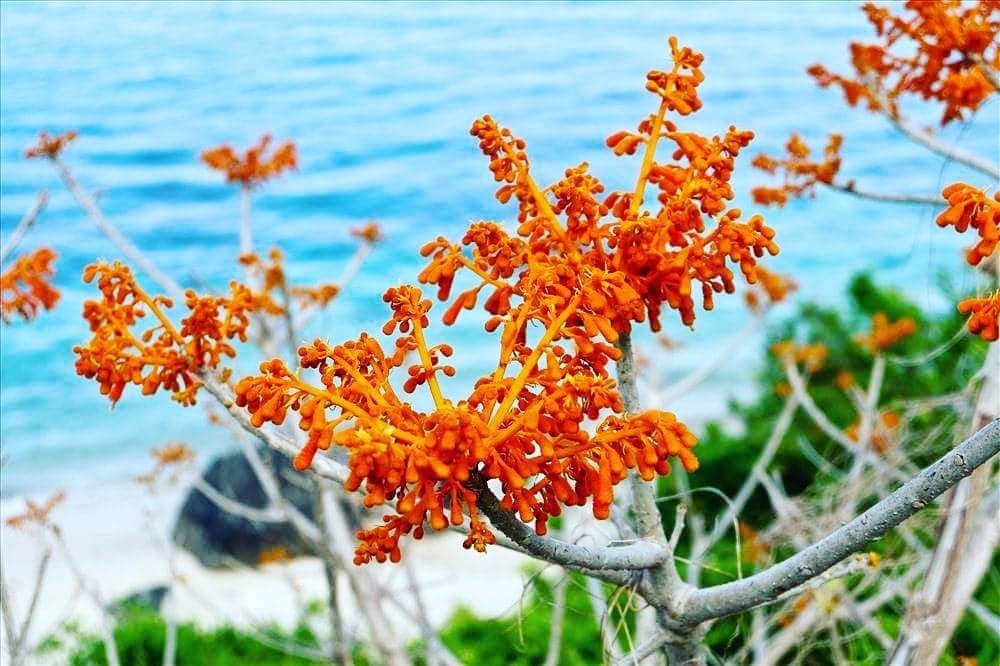 Chồng mất, tôi có phải nuôi mẹ chồng?-1