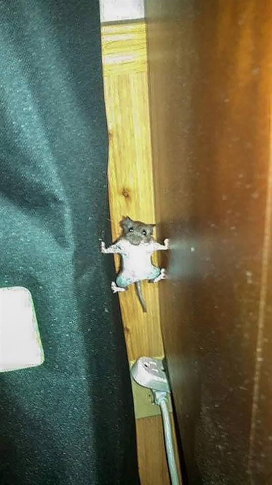 Tom và Jerry phiên bản đời thực: Chú chuột vận dụng kỹ năng lẩn trốn như siêu trộm, khi bị phát hiện lại có khuôn mặt thảo mai xin được tha cho lần này-2