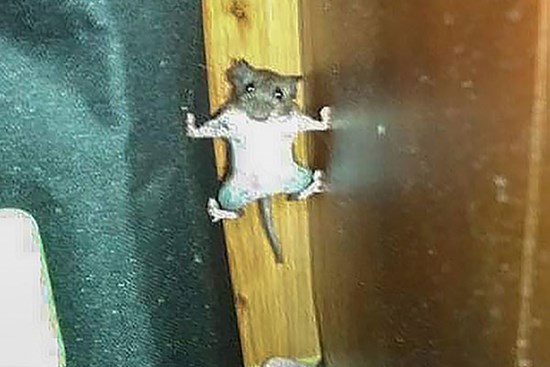 Tom và Jerry phiên bản đời thực: Chú chuột vận dụng kỹ năng lẩn trốn như siêu trộm, khi bị phát hiện lại có khuôn mặt 