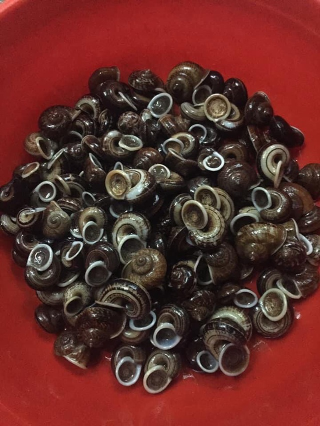 Ốc thuốc rừng sâu, nhà giàu ăn sang cũng chẳng biết tới-1