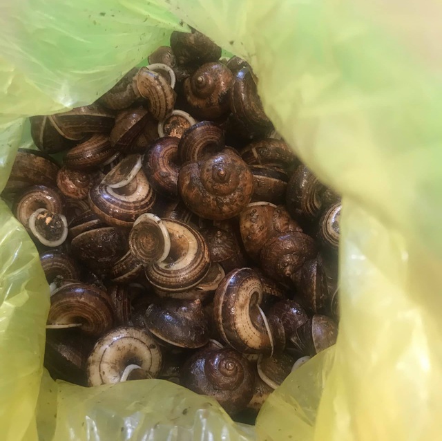 Ốc thuốc rừng sâu, nhà giàu ăn sang cũng chẳng biết tới-2