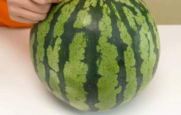 Không cần vỗ khi chọn dưa hấu, người trồng mách 1 cách đảm bảo dưa vỏ mỏng, ngọt xuất sắc-2