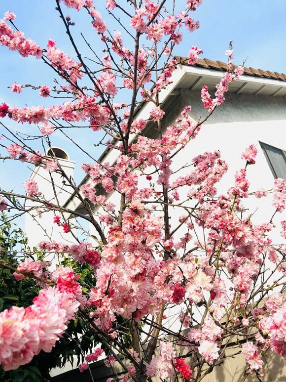 Không gian sân vườn nhỏ xinh như chốn cổ tích của ca sĩ Trúc Linh ở Mỹ-17