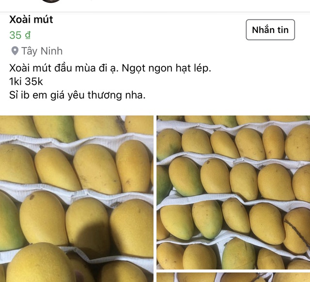 Xoài mini Trung Quốc về ngập chợ, dân buôn bán cả tạ mỗi ngày-4