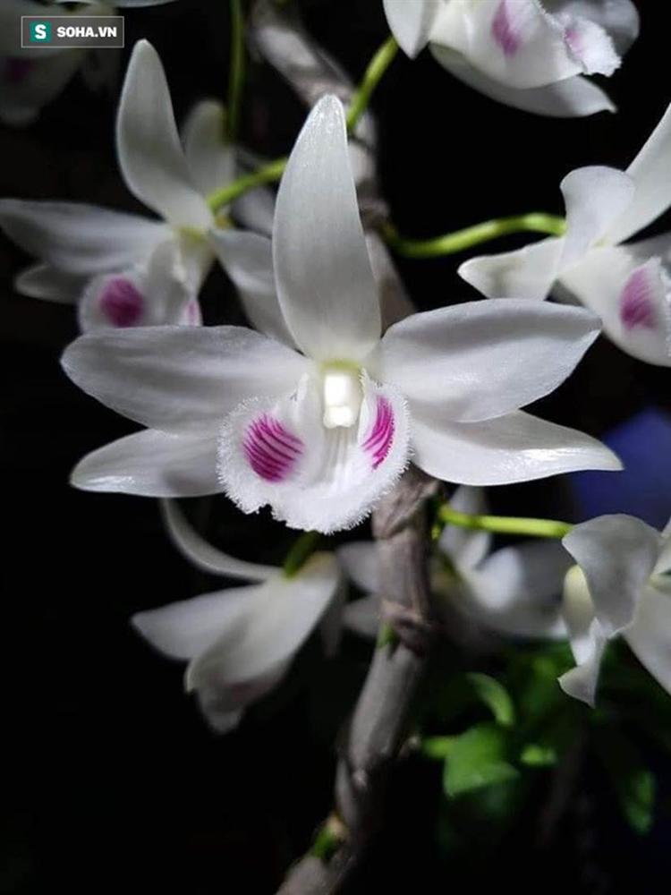 Bí ẩn chủ nhân chậu lan Juliet thổi” giá 83 tỷ đồng, khiến cộng đồng cây cảnh chia phe”-2