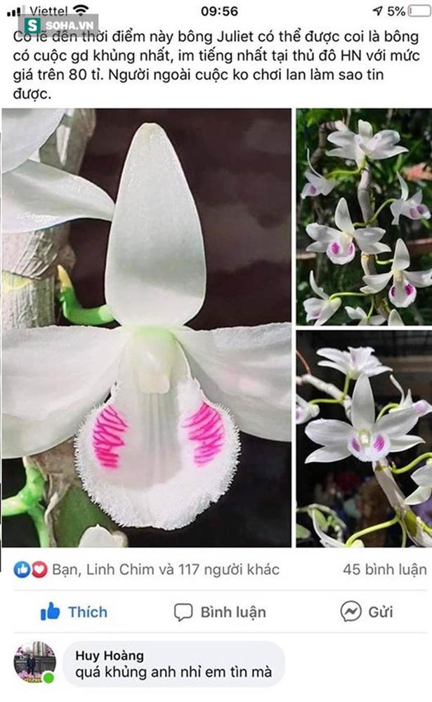 Bí ẩn chủ nhân chậu lan Juliet thổi” giá 83 tỷ đồng, khiến cộng đồng cây cảnh chia phe”-3