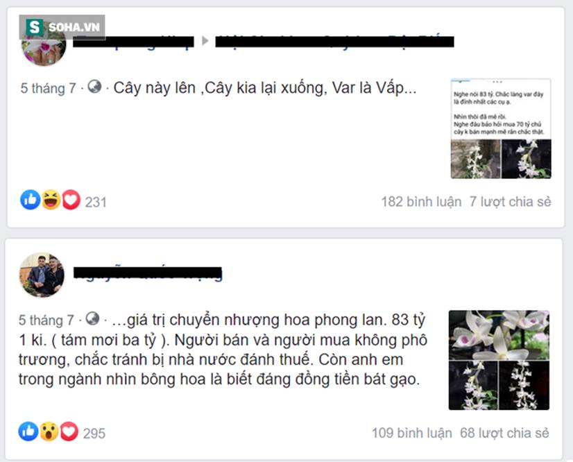 Bí ẩn chủ nhân chậu lan Juliet thổi” giá 83 tỷ đồng, khiến cộng đồng cây cảnh chia phe”-4