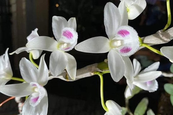 Bí ẩn chủ nhân chậu lan Juliet “thổi” giá 83 tỷ đồng, khiến cộng đồng cây cảnh 