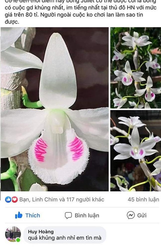 Bí ẩn chủ nhân chậu lan Juliet 83 tỷ, khiến cộng đồng cây cảnh chia phe-3