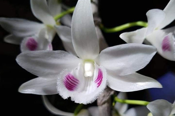 Lan đột biến - thú chơi tiền tỷ, hay chiêu thổi giá?-4