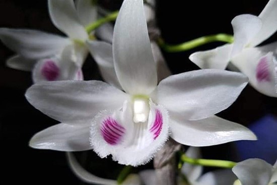 Bí ẩn chủ nhân chậu lan Juliet 83 tỷ, khiến cộng đồng cây cảnh 'chia phe'