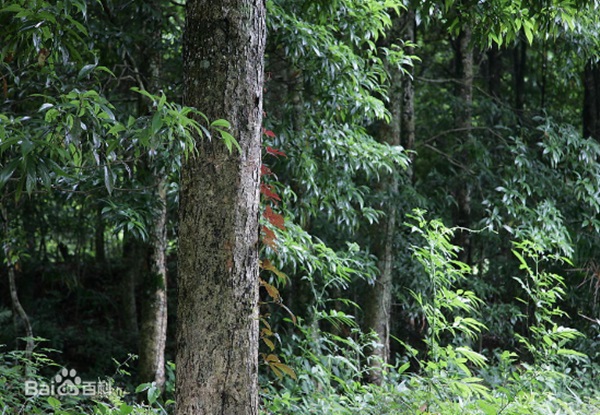 Cỗ quan tài gần 24 tỷ của Vua sòng bài Macau: Được làm từ loại gỗ đặc biệt thế nào khi chỉ có Hoàng đế ngày xưa mới được sử dụng?-2