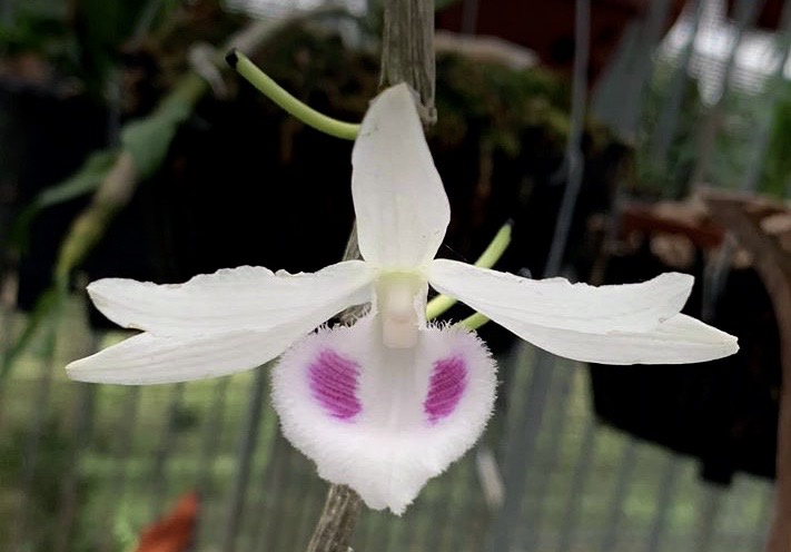 Lan đột biến - thú chơi tiền tỷ, hay chiêu thổi giá?-3