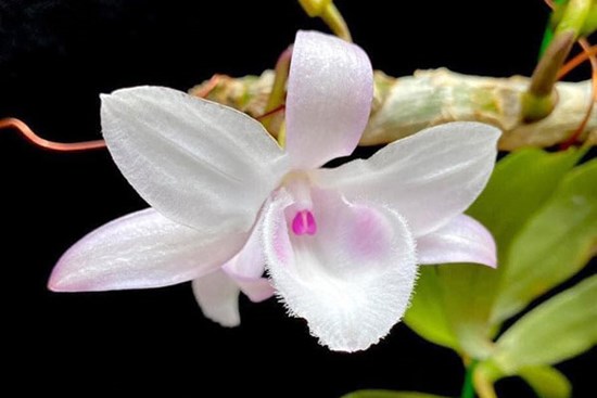 Lan đột biến - thú chơi tiền tỷ, hay chiêu thổi giá?