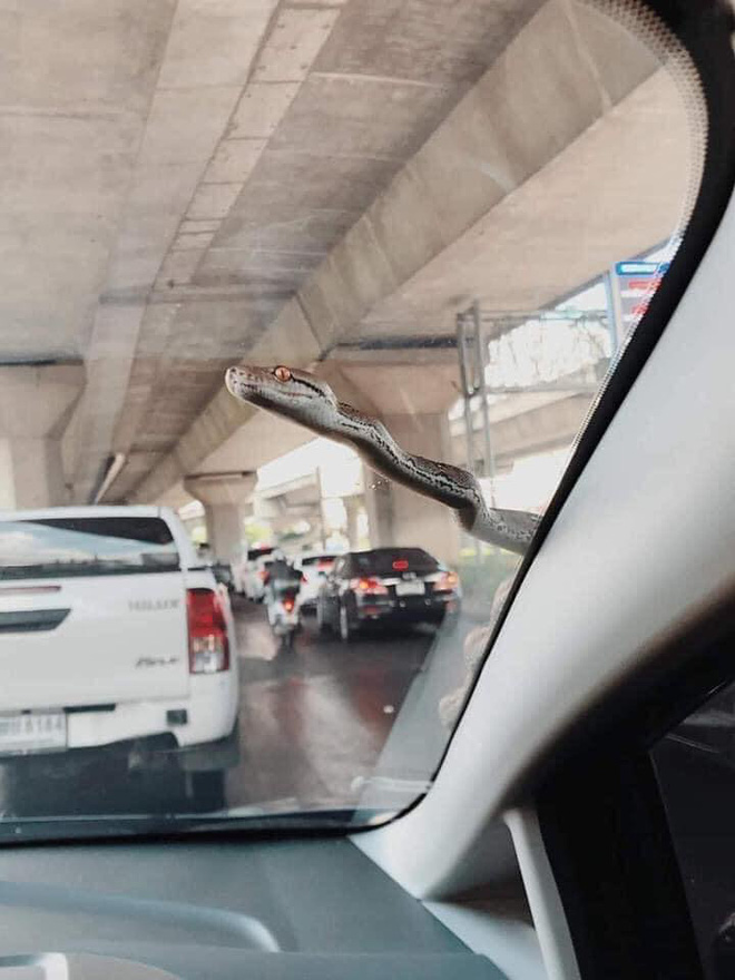 Đang lái ô tô, tài xế xanh mặt khi thấy bé Na ngoe nguẩy nhòm qua kính-1