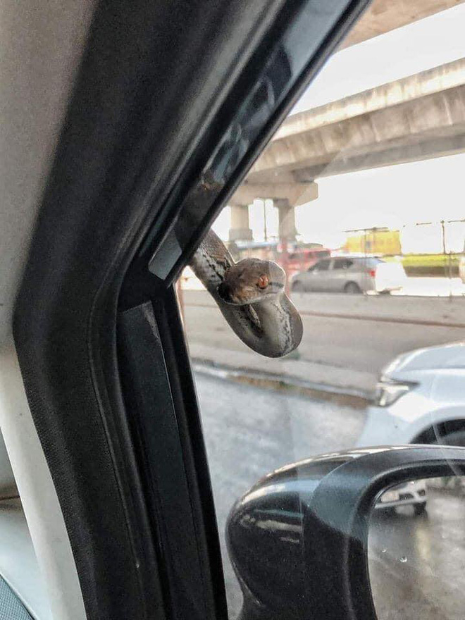 Đang lái ô tô, tài xế xanh mặt khi thấy bé Na ngoe nguẩy nhòm qua kính-2