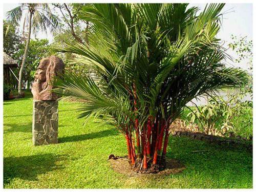 7 loại cây cảnh trồng trước cửa nhà giúp tài vận lên cao, gia chủ yên tâm hưởng phúc-1