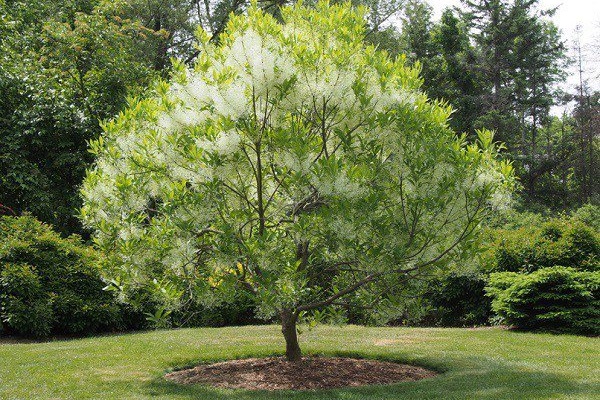 4 loại cây cảnh trồng vừa làm đẹp nhà vừa có thể giảm dị ứng từ chất độc có trong không khí-5