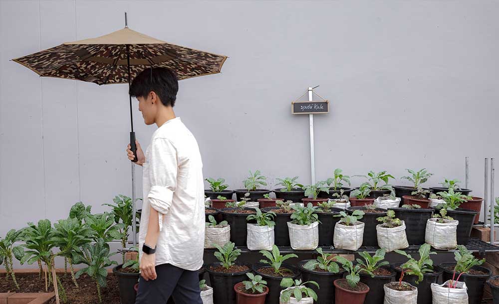 Vườn rau có một không hai với thiết kế ai nhìn lần đầu cũng muốn học tập của cặp đôi trẻ làm thiết kế đồ họa-2