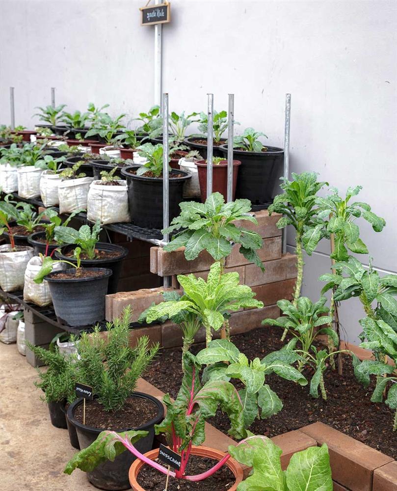 Vườn rau có một không hai với thiết kế ai nhìn lần đầu cũng muốn học tập của cặp đôi trẻ làm thiết kế đồ họa-5