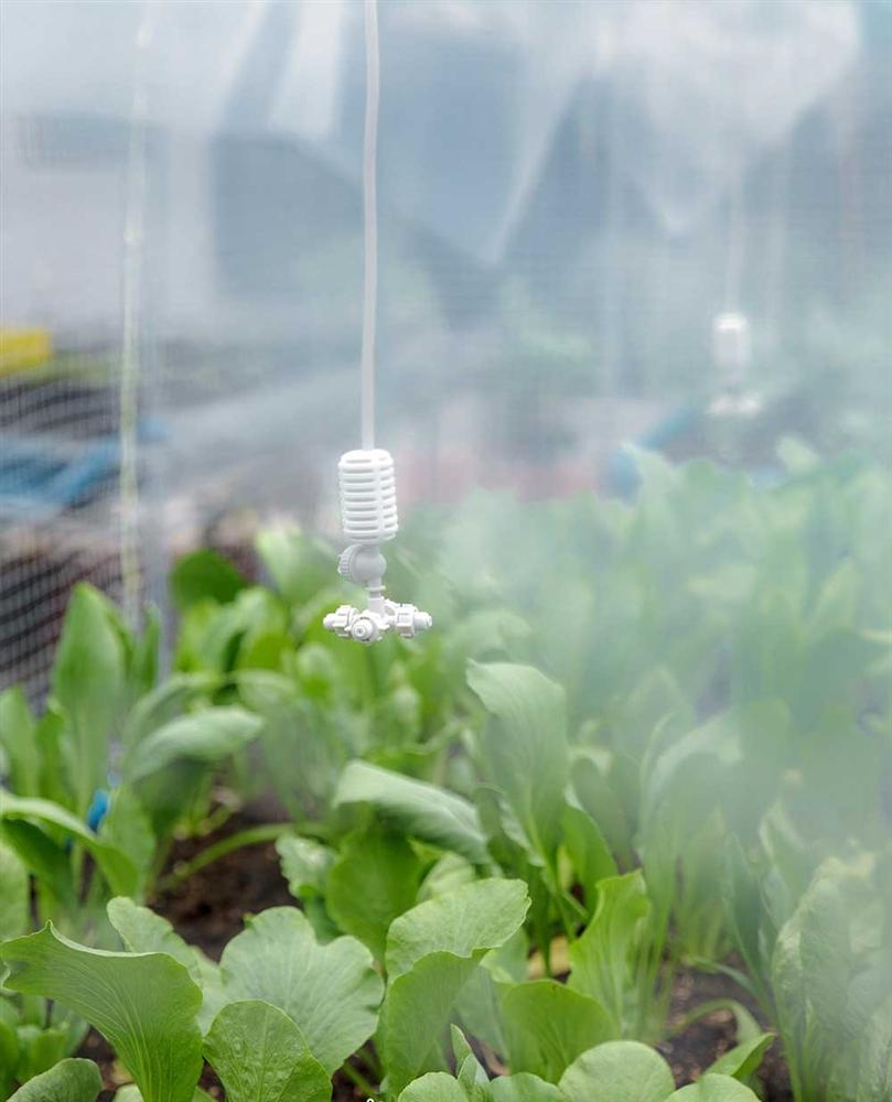 Vườn rau có một không hai với thiết kế ai nhìn lần đầu cũng muốn học tập của cặp đôi trẻ làm thiết kế đồ họa-6