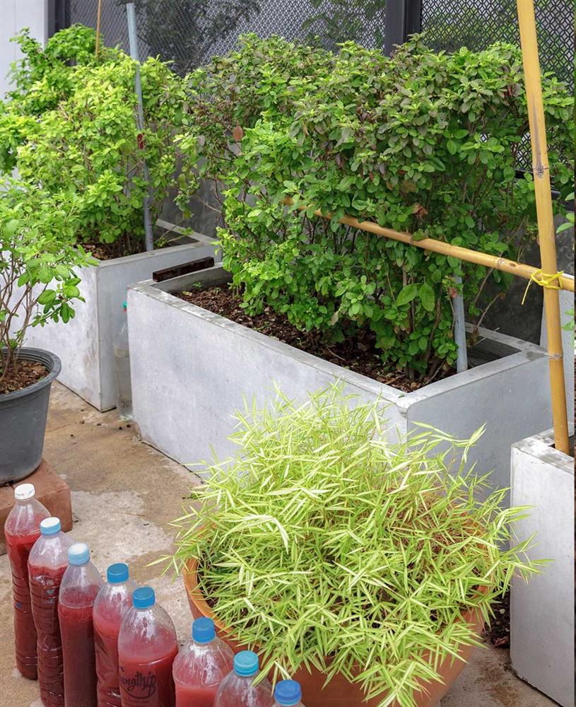 Vườn rau có một không hai với thiết kế ai nhìn lần đầu cũng muốn học tập của cặp đôi trẻ làm thiết kế đồ họa-7