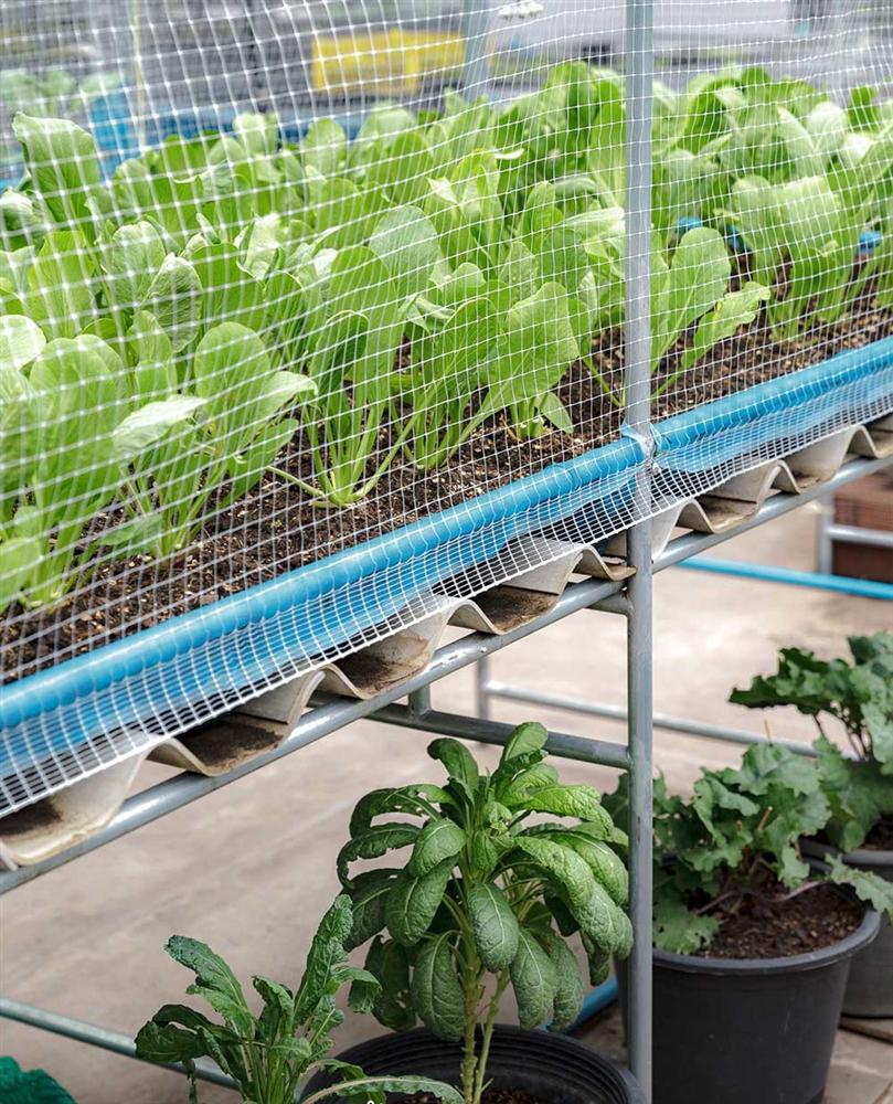 Vườn rau có một không hai với thiết kế ai nhìn lần đầu cũng muốn học tập của cặp đôi trẻ làm thiết kế đồ họa-8