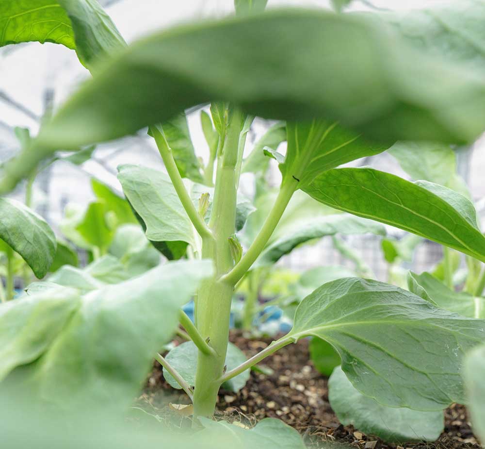 Vườn rau có một không hai với thiết kế ai nhìn lần đầu cũng muốn học tập của cặp đôi trẻ làm thiết kế đồ họa-9