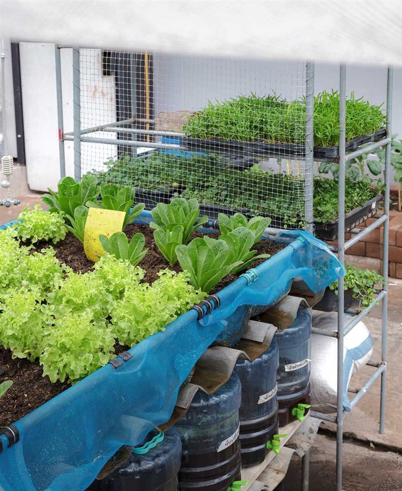 Vườn rau có một không hai với thiết kế ai nhìn lần đầu cũng muốn học tập của cặp đôi trẻ làm thiết kế đồ họa-10