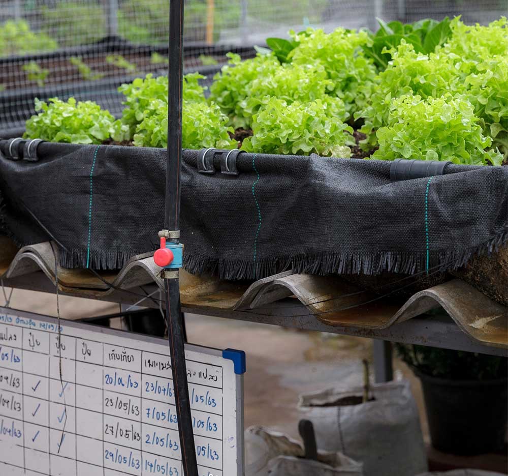 Vườn rau có một không hai với thiết kế ai nhìn lần đầu cũng muốn học tập của cặp đôi trẻ làm thiết kế đồ họa-11