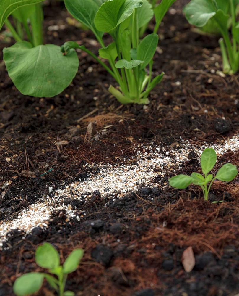 Vườn rau có một không hai với thiết kế ai nhìn lần đầu cũng muốn học tập của cặp đôi trẻ làm thiết kế đồ họa-12