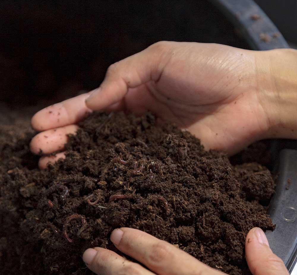 Vườn rau có một không hai với thiết kế ai nhìn lần đầu cũng muốn học tập của cặp đôi trẻ làm thiết kế đồ họa-15