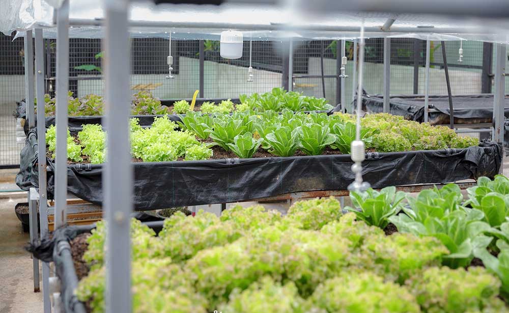 Vườn rau có một không hai với thiết kế ai nhìn lần đầu cũng muốn học tập của cặp đôi trẻ làm thiết kế đồ họa-16