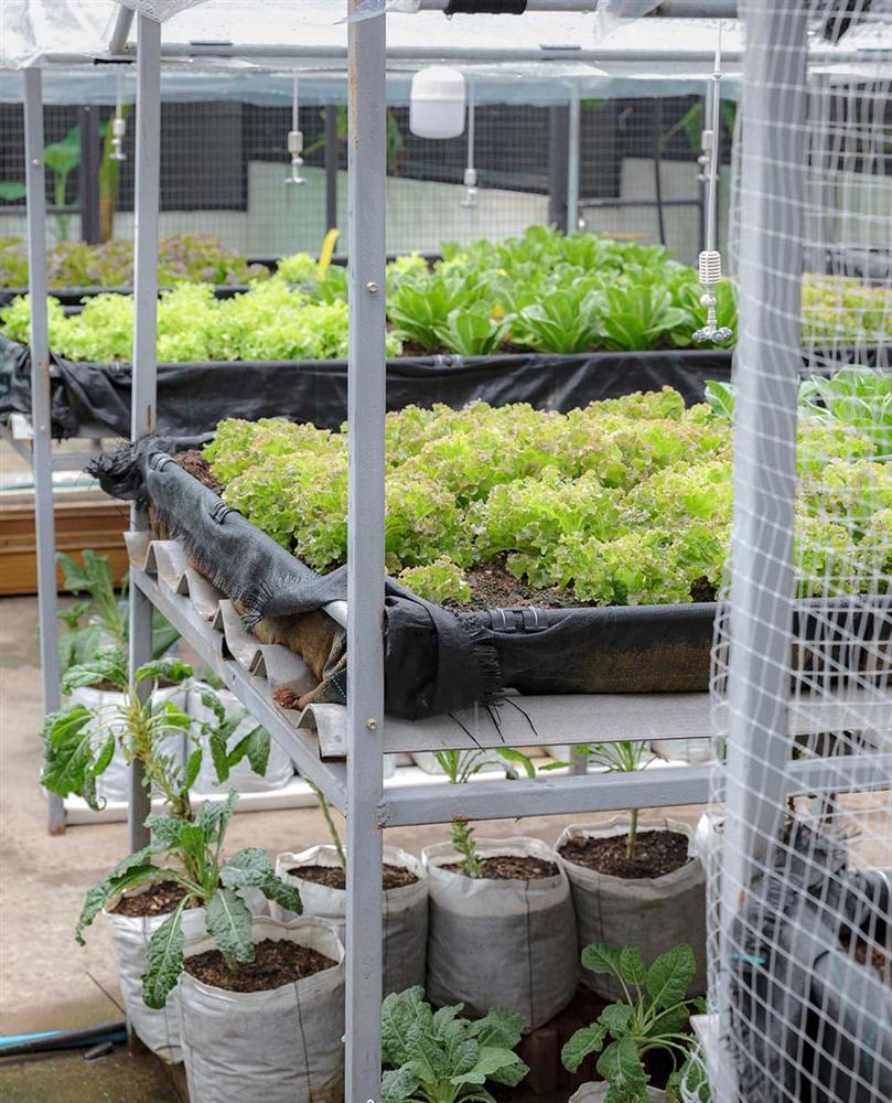 Vườn rau có một không hai với thiết kế ai nhìn lần đầu cũng muốn học tập của cặp đôi trẻ làm thiết kế đồ họa-18