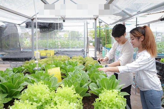 Vườn rau có 