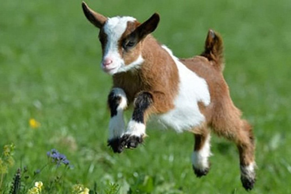 Tử vi 81 ngày tới: 3 con giáp ăn lộc bề trên càng hiền lành càng phát tài, tiêu xài thả ga-3