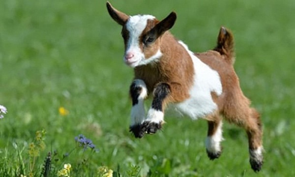 Cuối tháng 5 âm lịch, những con giáp này bị tiểu nhân ám quẻ, xui xẻo đủ đường-3