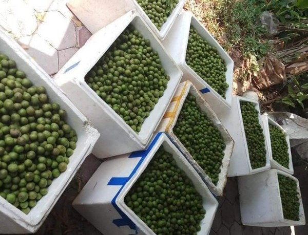Đặc sản Hà Nội cuối mùa, bà nội trợ tranh thủ cấp đông để dành ăn cả năm-1