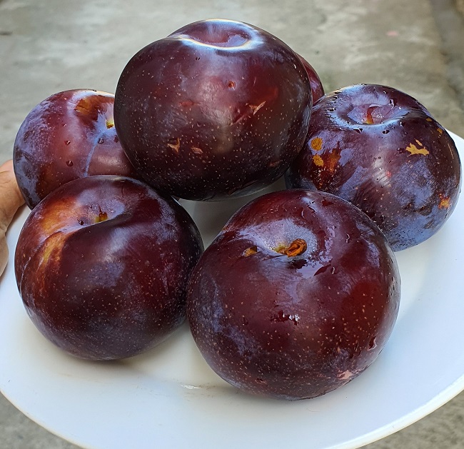 Mận khổng lồ” to bằng quả trứng, ai ăn lần đầu cũng phải bất ngờ: Có phải mận Trung Quốc?-2