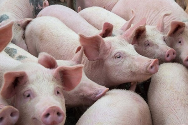 Mua thịt lợn nhập khẩu Thái Lan ở đâu?-2