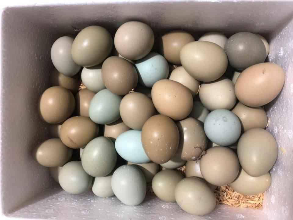 Loại trứng xanh đỏ khác lạ đắt gấp 15 lần, bà nội trợ lùng mua-1