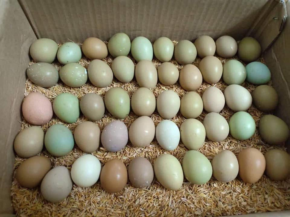 Loại trứng xanh đỏ khác lạ đắt gấp 15 lần, bà nội trợ lùng mua-2