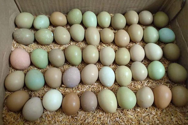 Giá xăng sẽ tăng hay giảm vào ngày mai?-2