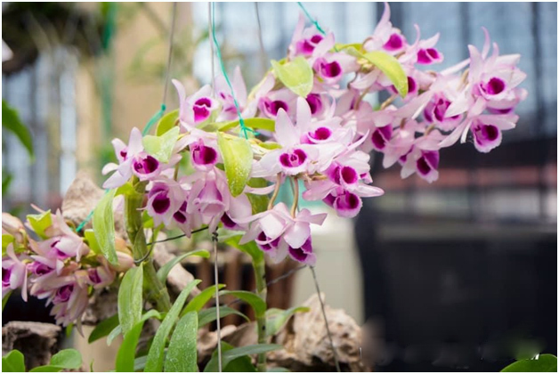 Liều bỏ 400 triệu chơi lan, đôi bạn thân Hà Nội có gia tài chục tỷ-2